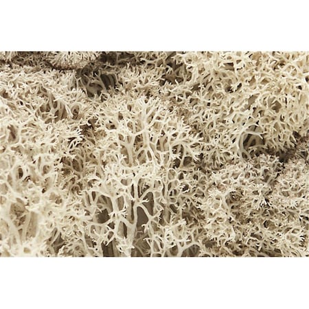 Thinkandplay Natural Lichen TH1794910